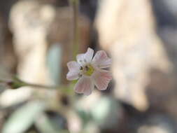 Image of Psammophiliella bellidifolia (Boiss.) S. S. Ikonnikov