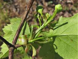 Imagem de Crataegus pruinosa var. gattingeri (Ashe) Lance