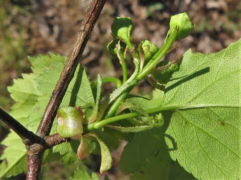 Слика од Crataegus pruinosa var. gattingeri (Ashe) Lance