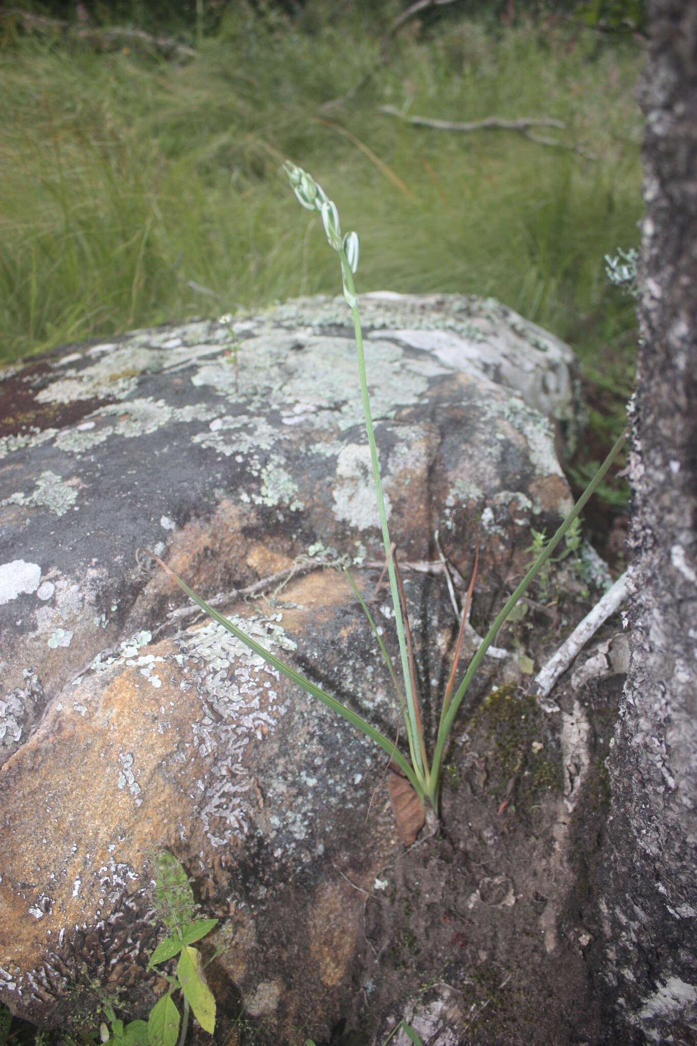 Imagem de Albuca kirkii (Baker) Brenan