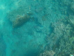 Image of Loosetooth parrotfish