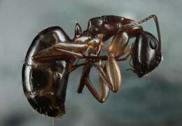 صورة Camponotus clarithorax Creighton 1950