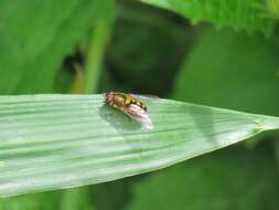 Image of Syrphus octomaculatus Walker 1836