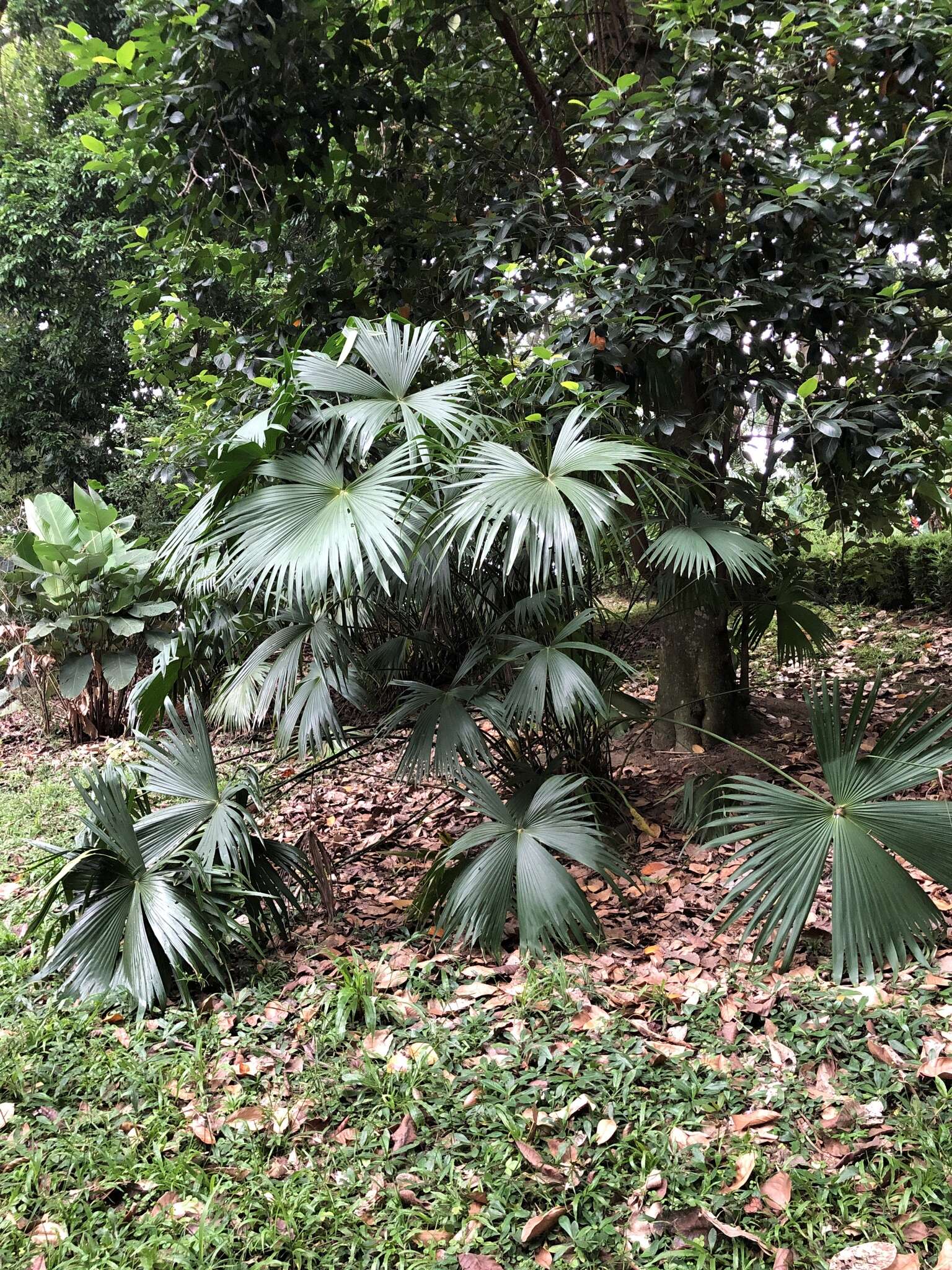 Image of Panama Hat Plant