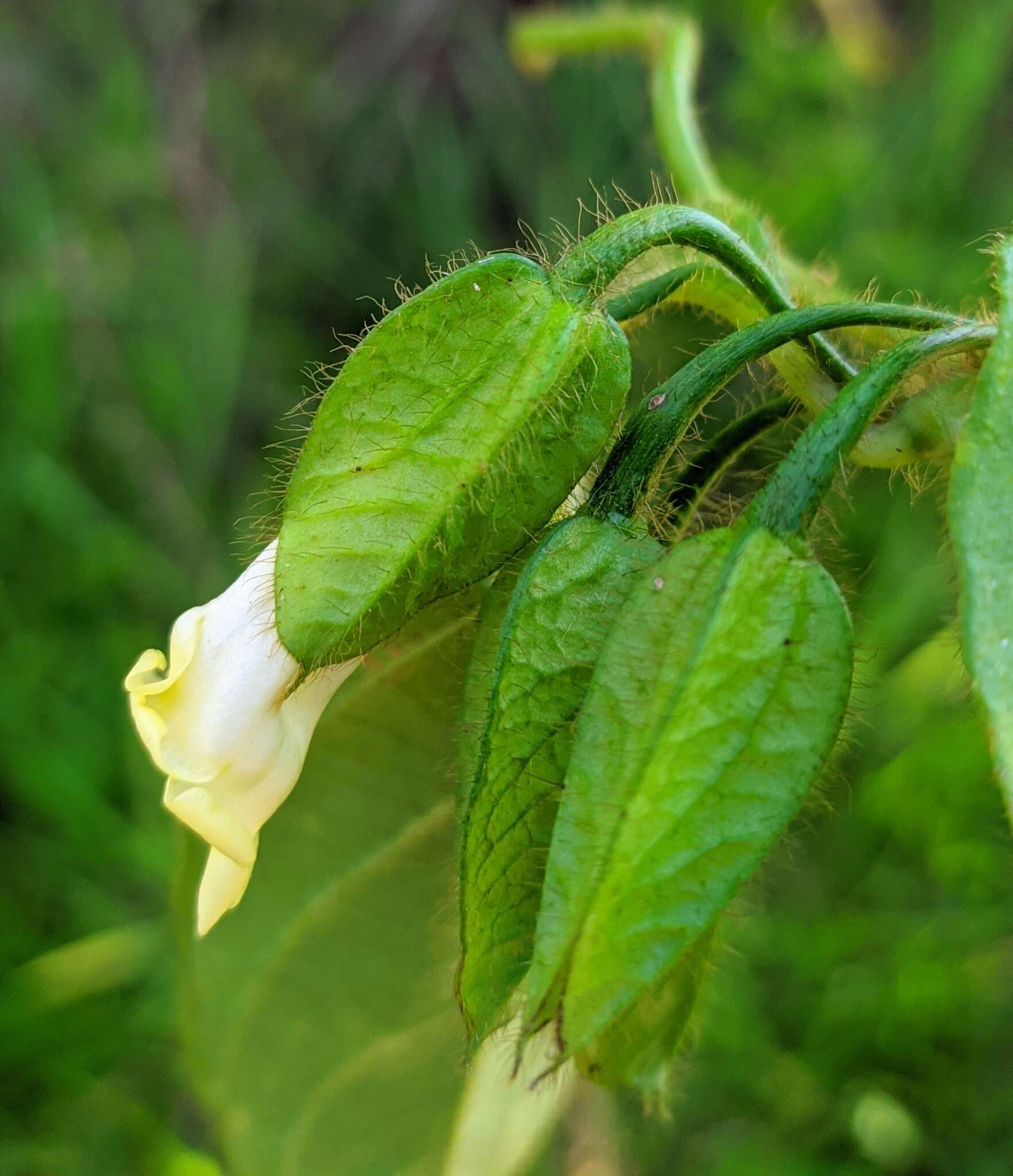 Image of Mendoncia hymenophyllacea Rizzini