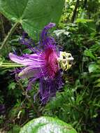 Imagem de Passiflora crassifolia Killip