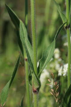 Image of Silene songarica (Fisch., Mey. & Avé-Lall.) Bocquet