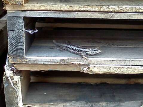 Image of Texas Spiny Lizard