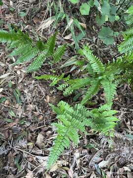 Image of Dryopteris tenuipes (Rosenst.) Seriz.