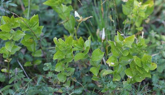 Image of Mercurialis ovata Sternb. & Hoppe