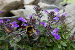 Image of Clinopodium alpinum (L.) Kuntze