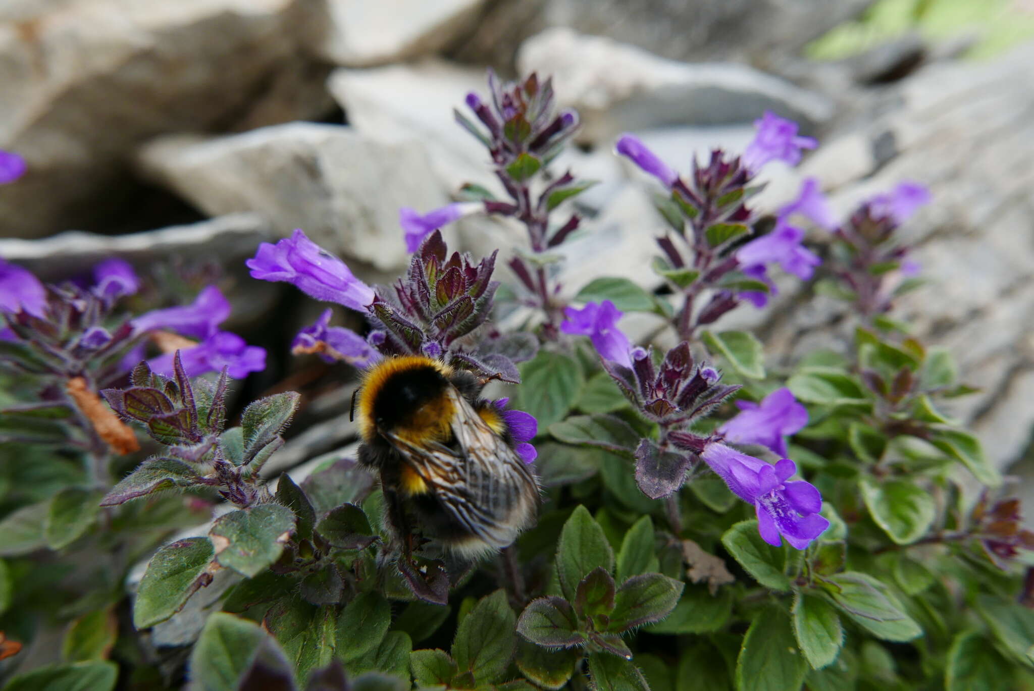 Image of Clinopodium alpinum (L.) Kuntze