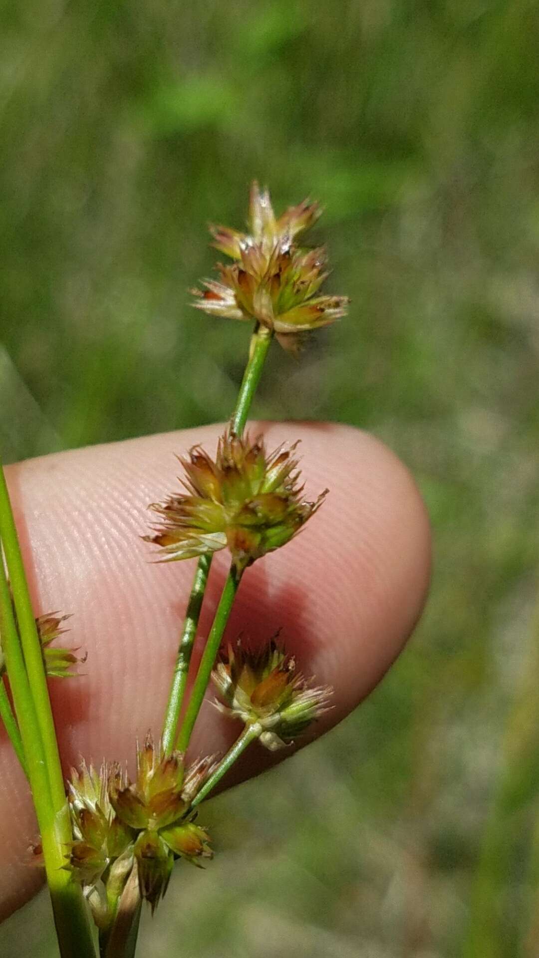 Juncus acuminatus Michx. resmi