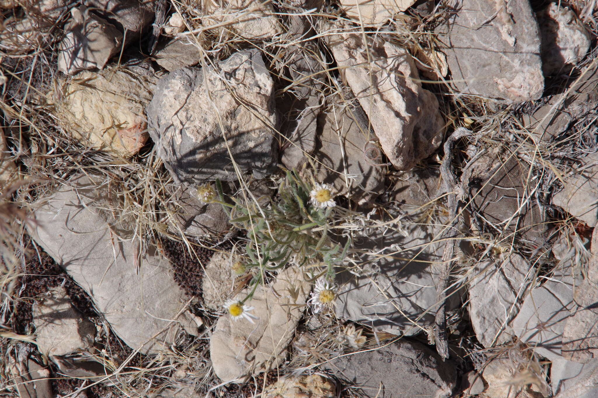 Image of Navajo fleabane