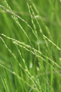 Image of Nile grass