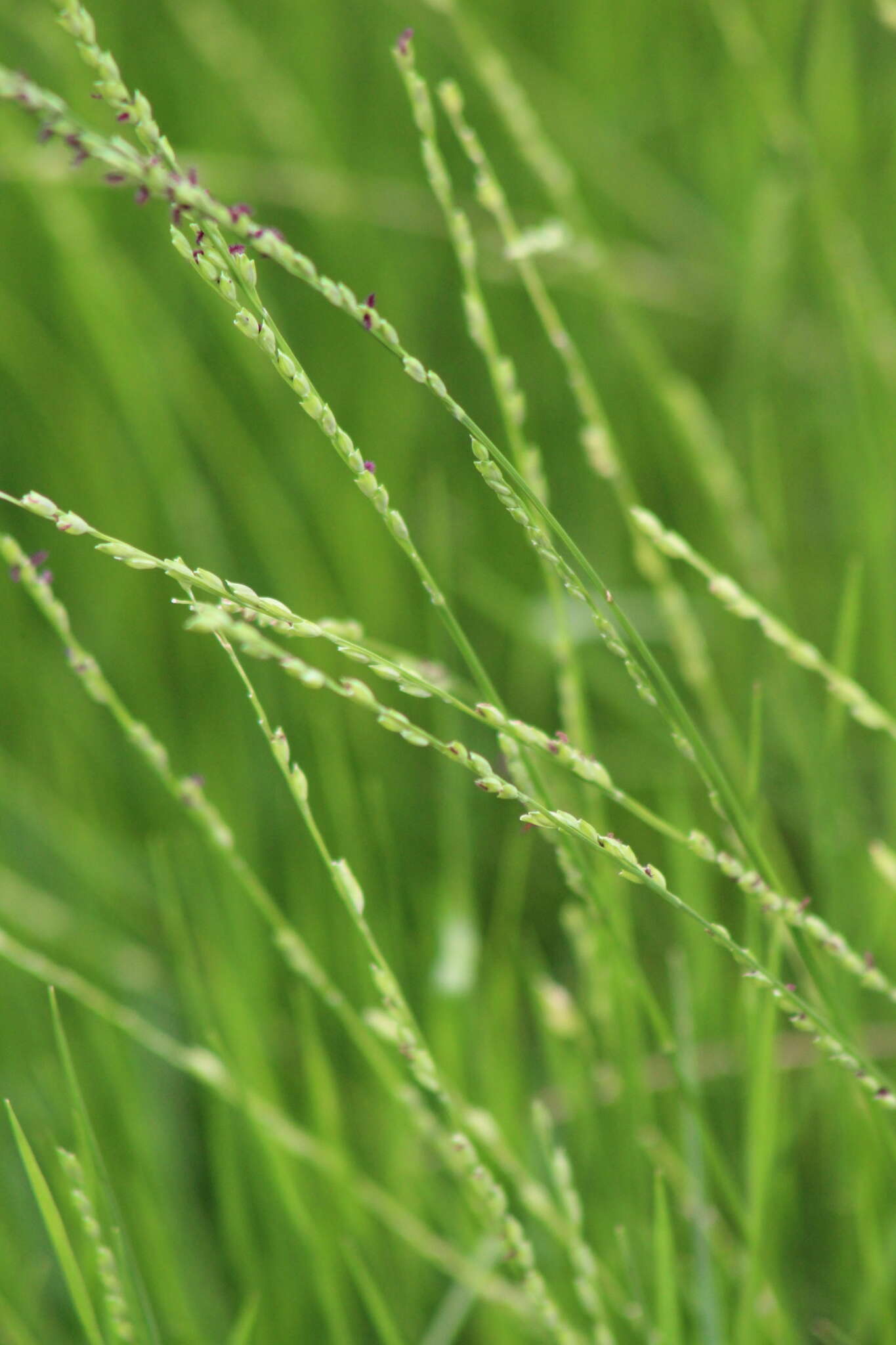 Image of Nile grass