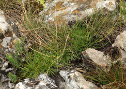 Image de Gypsophila tenuifolia M. Bieb.