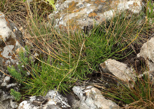 Image of Gypsophila tenuifolia M. Bieb.