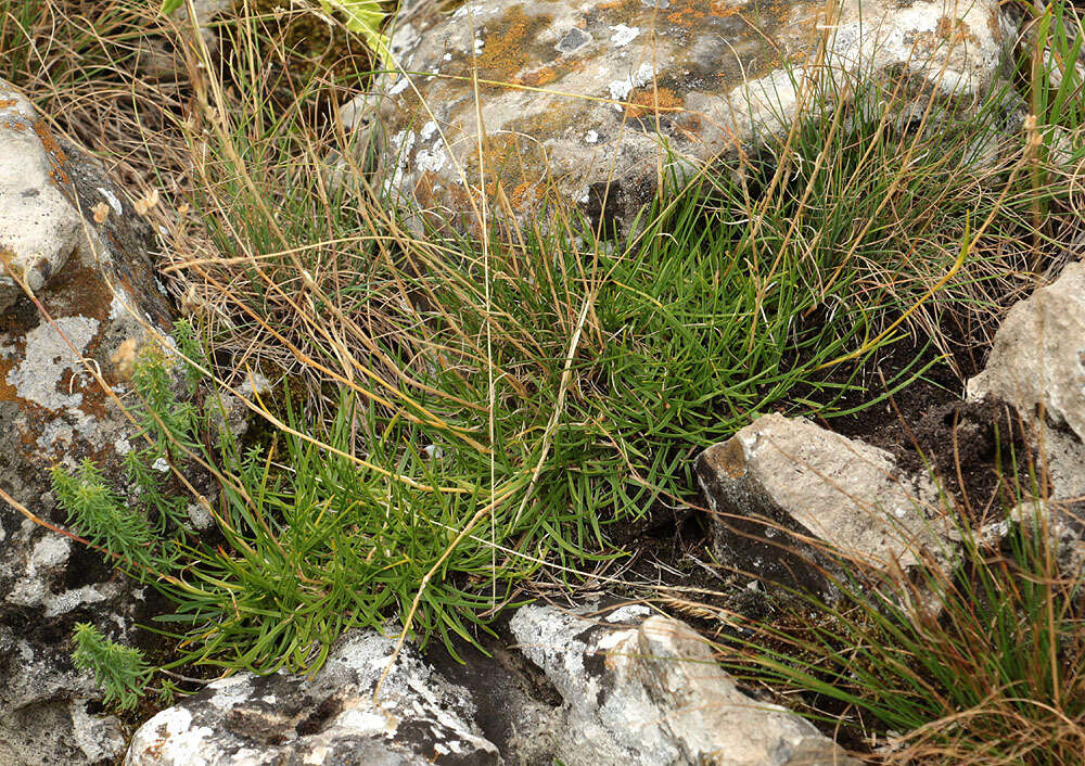 Image de Gypsophila tenuifolia M. Bieb.