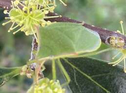 Plancia ëd Loxa flavicollis (Drury 1773)