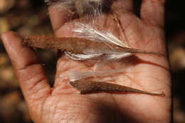 Image of Genianthus laurifolius (Roxb.) Hook. fil.