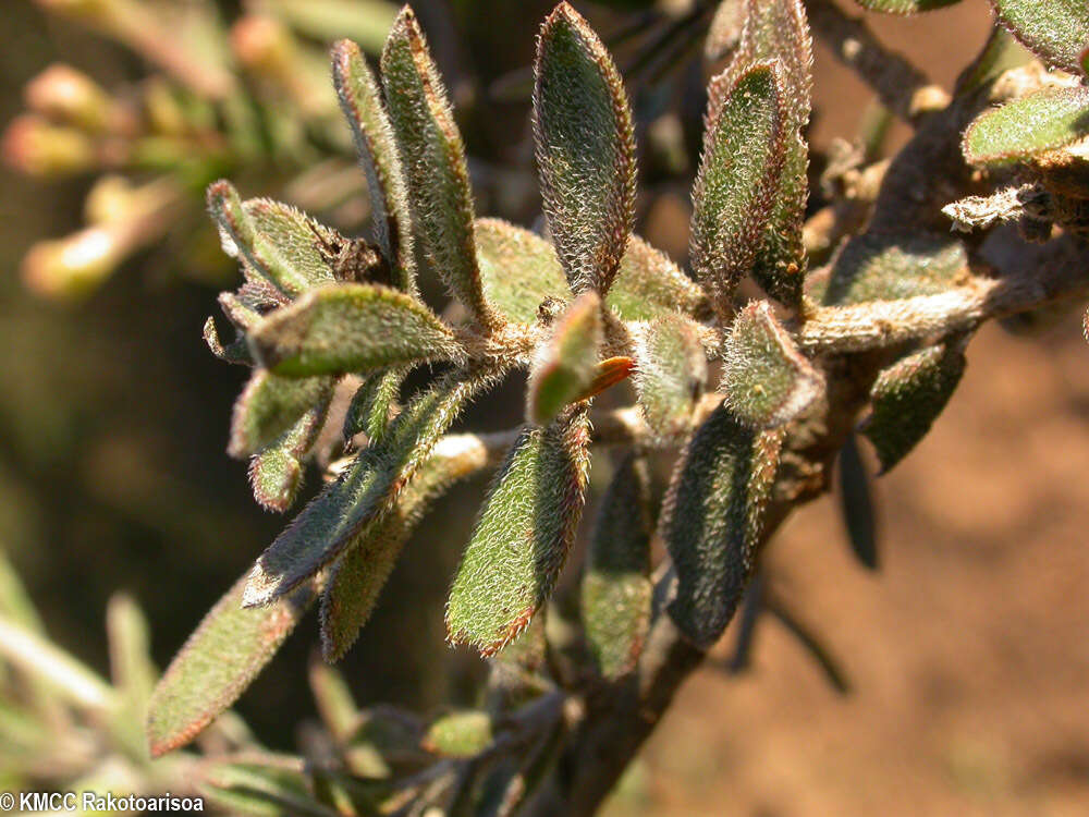 Image of Radamaea perrieri (Bonati) Humbert