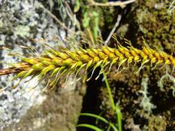 Image of Carex salticola J. R. Starr