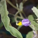 Image of Solanum Exomalopsis