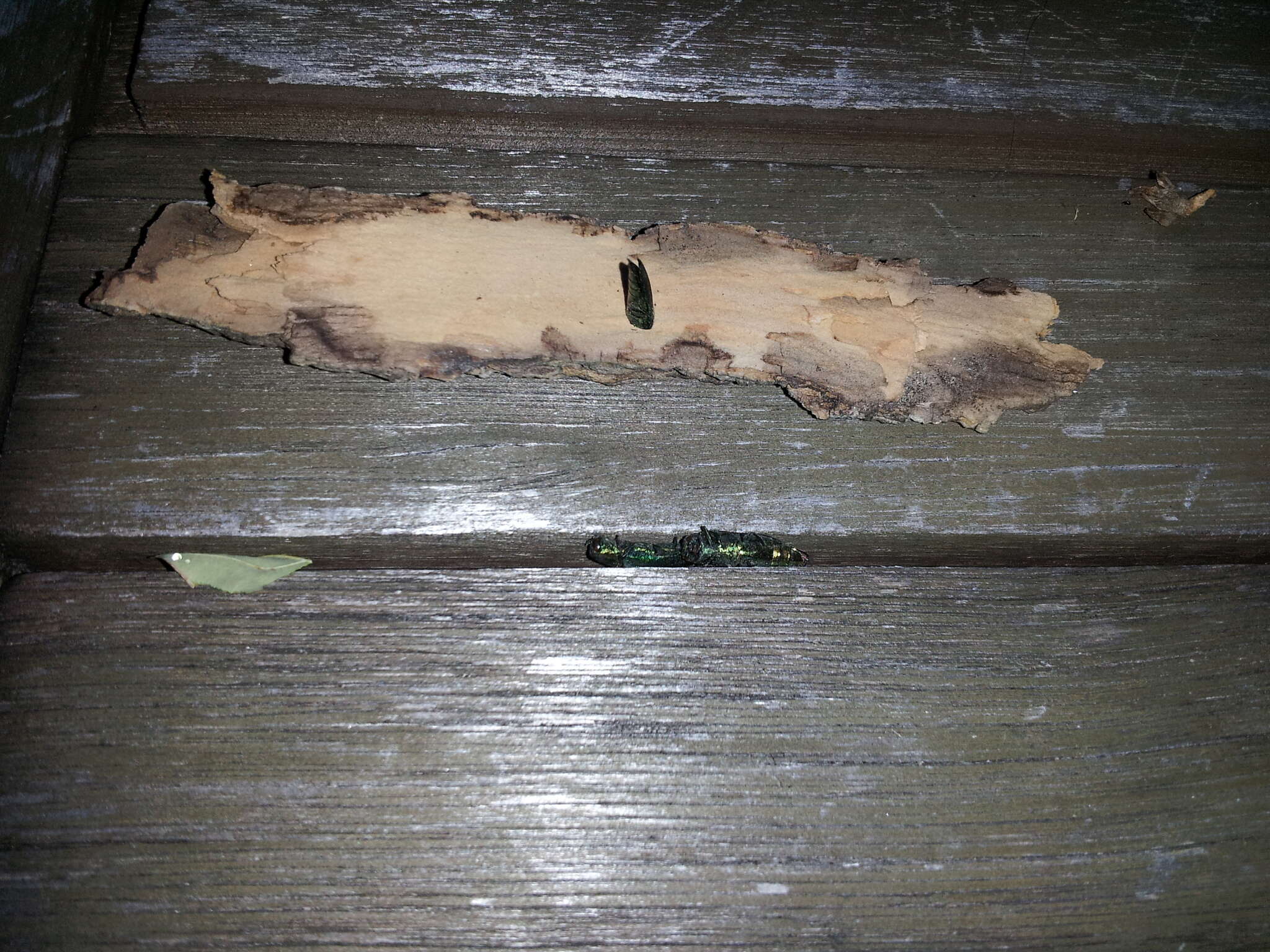 Image of Emerald ash borer