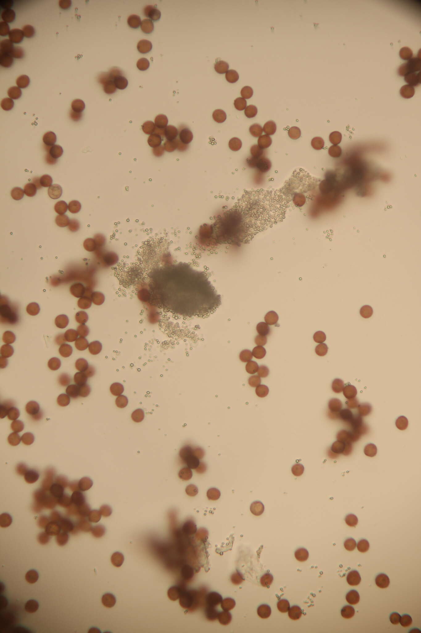 Image of Physarum didermoides