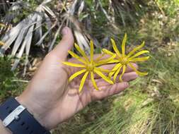 Imagem de Phoebanthus tenuifolia (Torr. & A. Gray) Blake