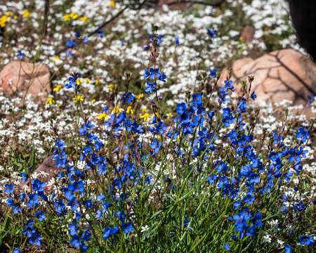 Image de Heliophila acuminata (Eckl. & Zeyh.) Steud.