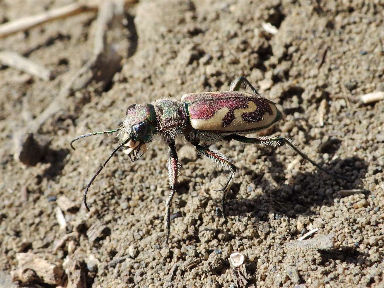 Image of Blowout tiger beetle