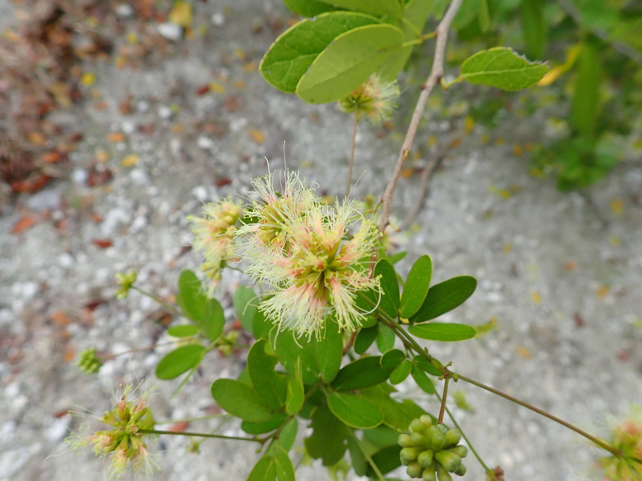 Image of Florida Keys blackbead