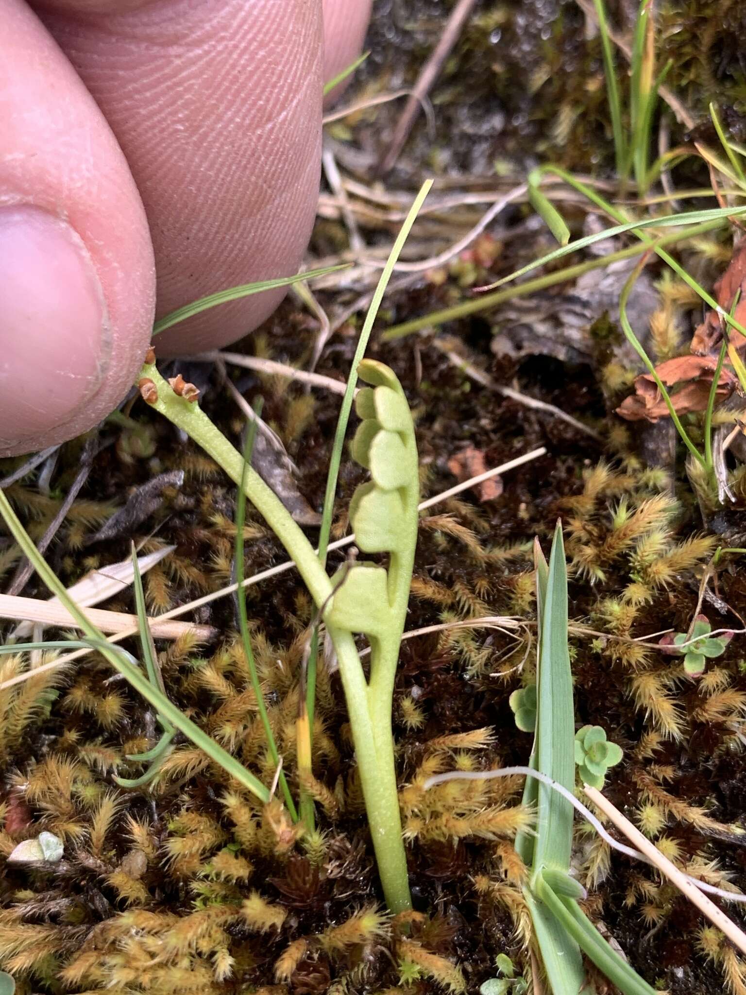 Image of Mingan moonwort