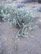 Image of Gander's buckhorn cholla