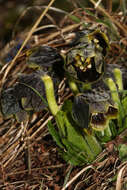 Image of Mandragora caulescens C. B. Cl.