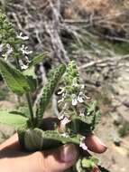 Image of Sonoma Hedge-Nettle