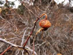 Image of Rosa hemisphaerica J. Herrm.