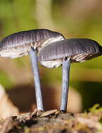 Image of Entoloma moongum Grgur. 1997