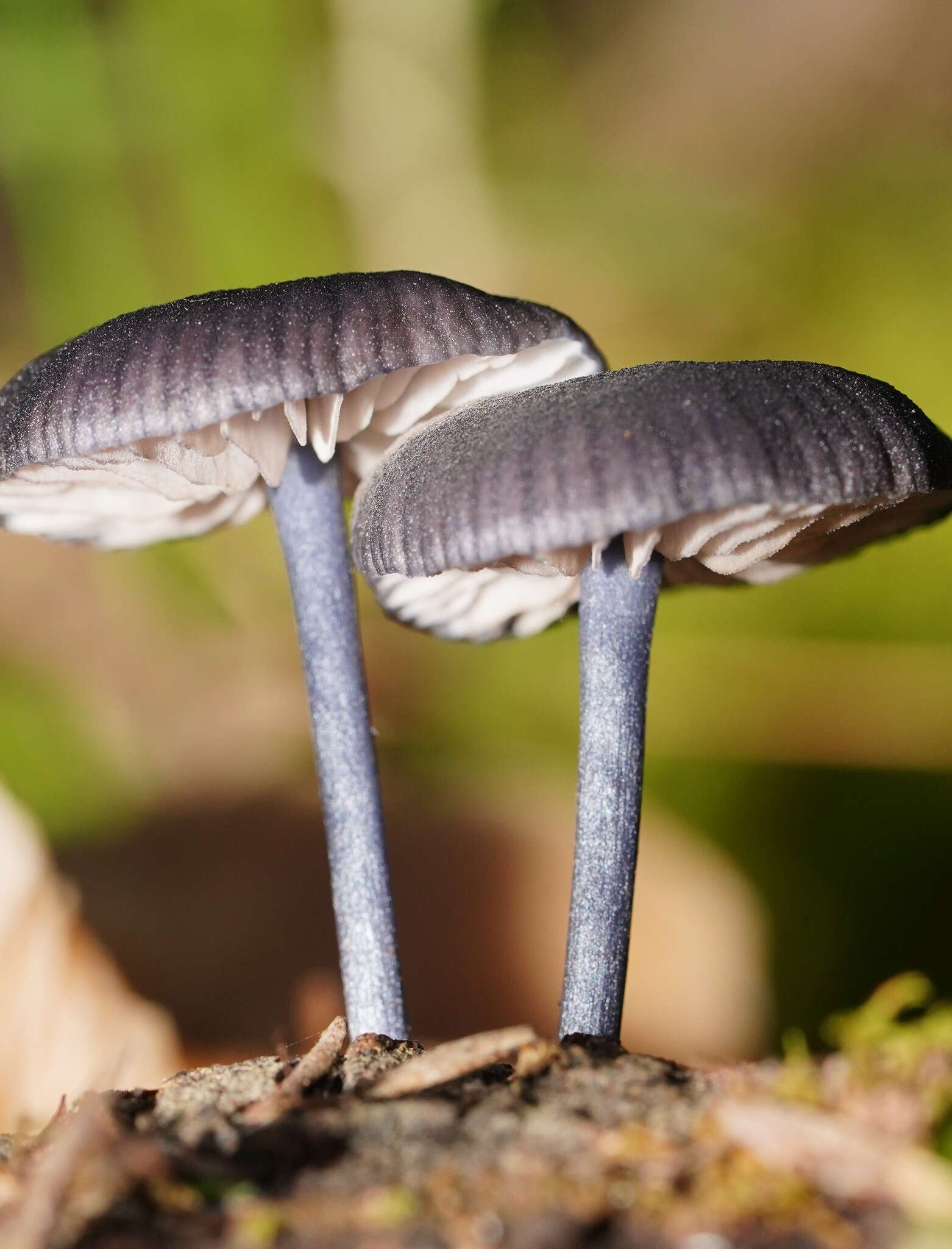 Image of Entoloma moongum Grgur. 1997