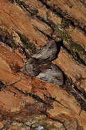 Image of Hawthorn Underwing