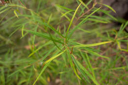 Imagem de Grevillea linearifolia (Cav.) Druce