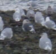 Image of Slaty-backed Gull