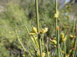 Imagem de Ephedra chilensis C. Presl