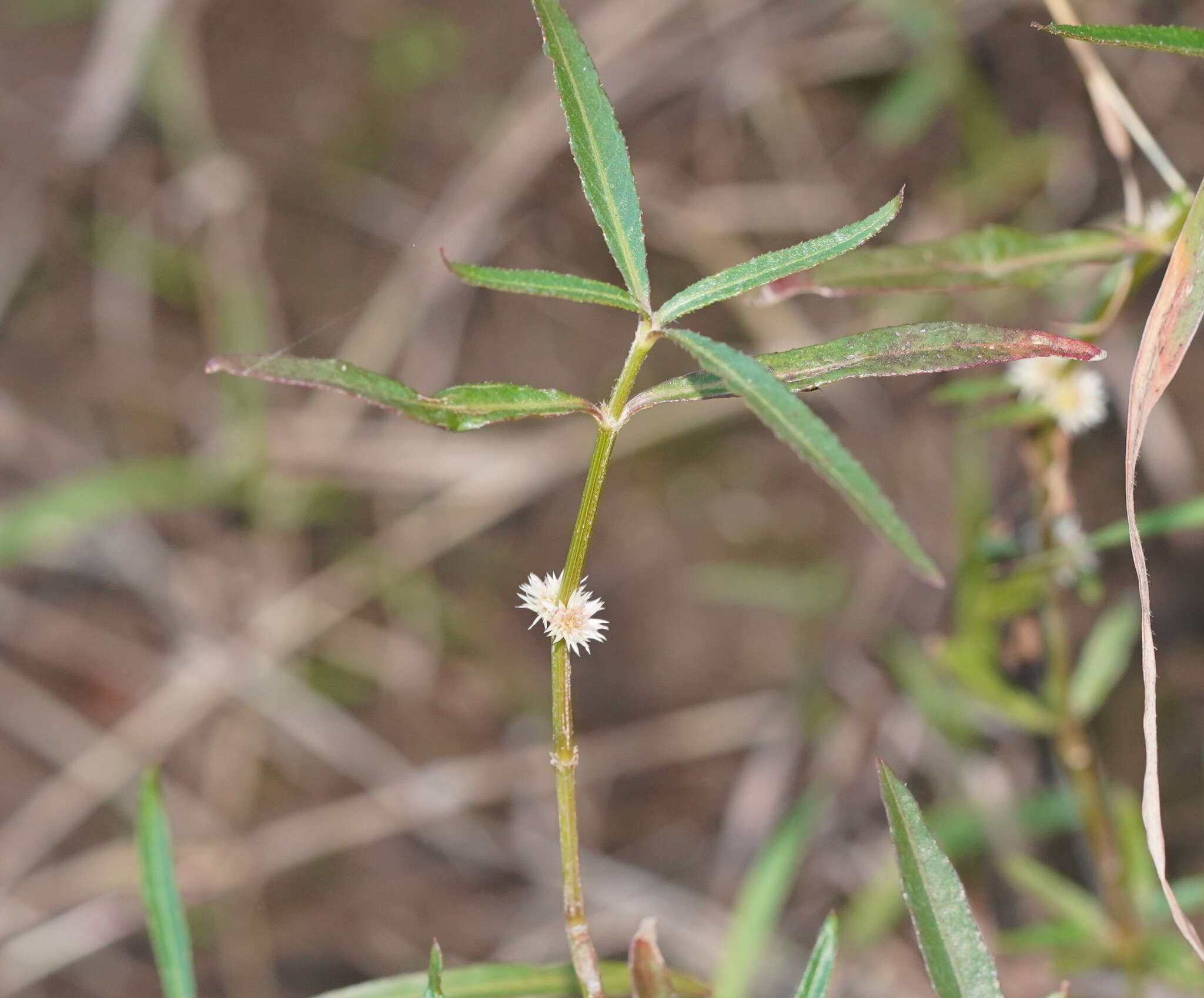 Imagem de Alternanthera denticulata R. Br.