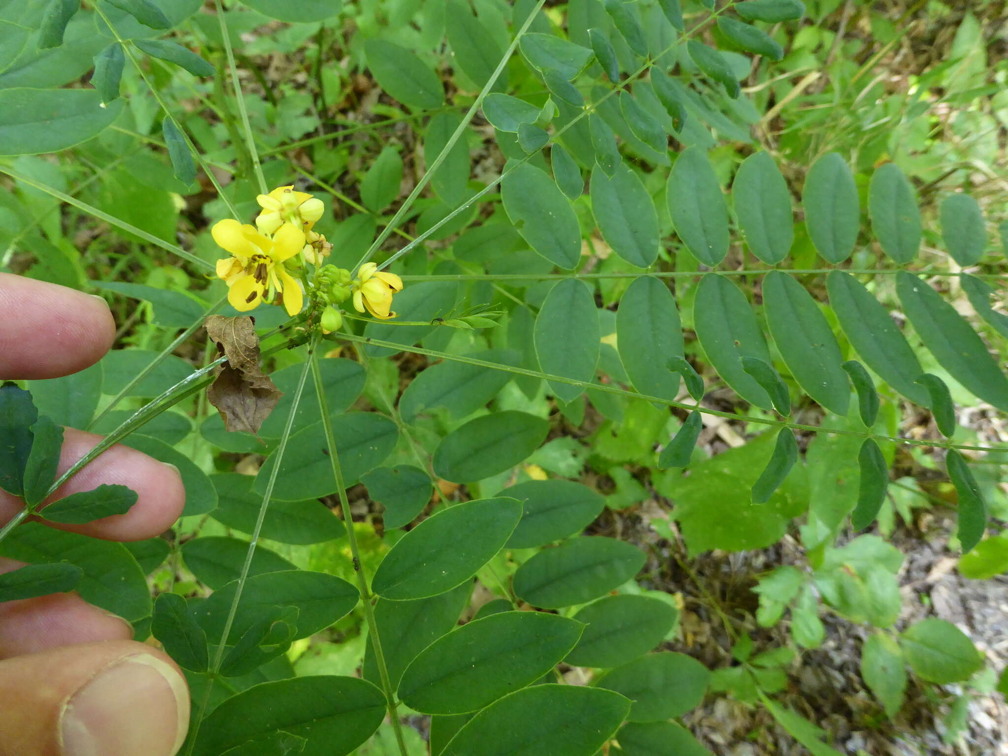 Image of Maryland senna