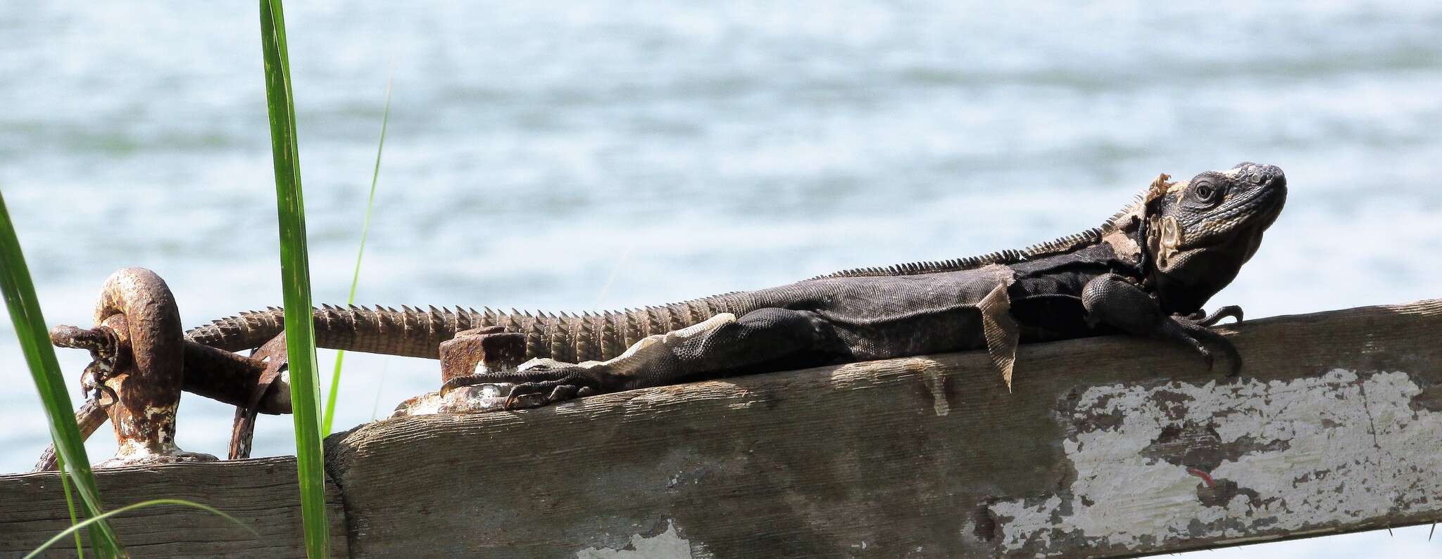 Слика од Ctenosaura acanthura (Shaw 1802)