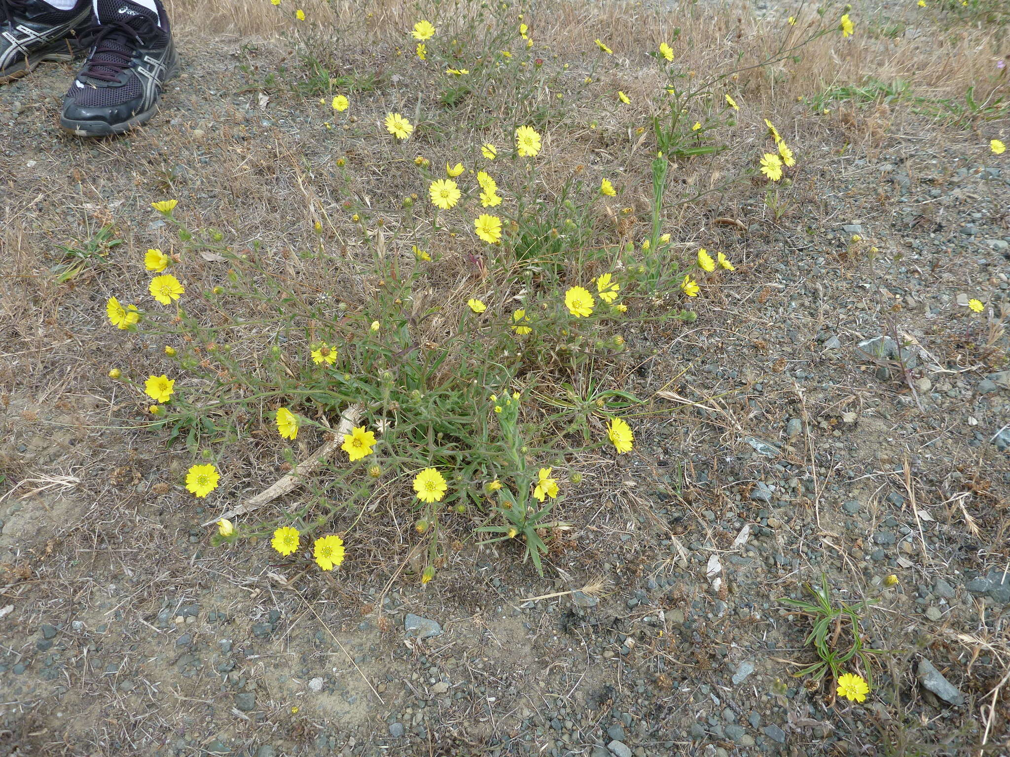 Image of hayfield tarweed