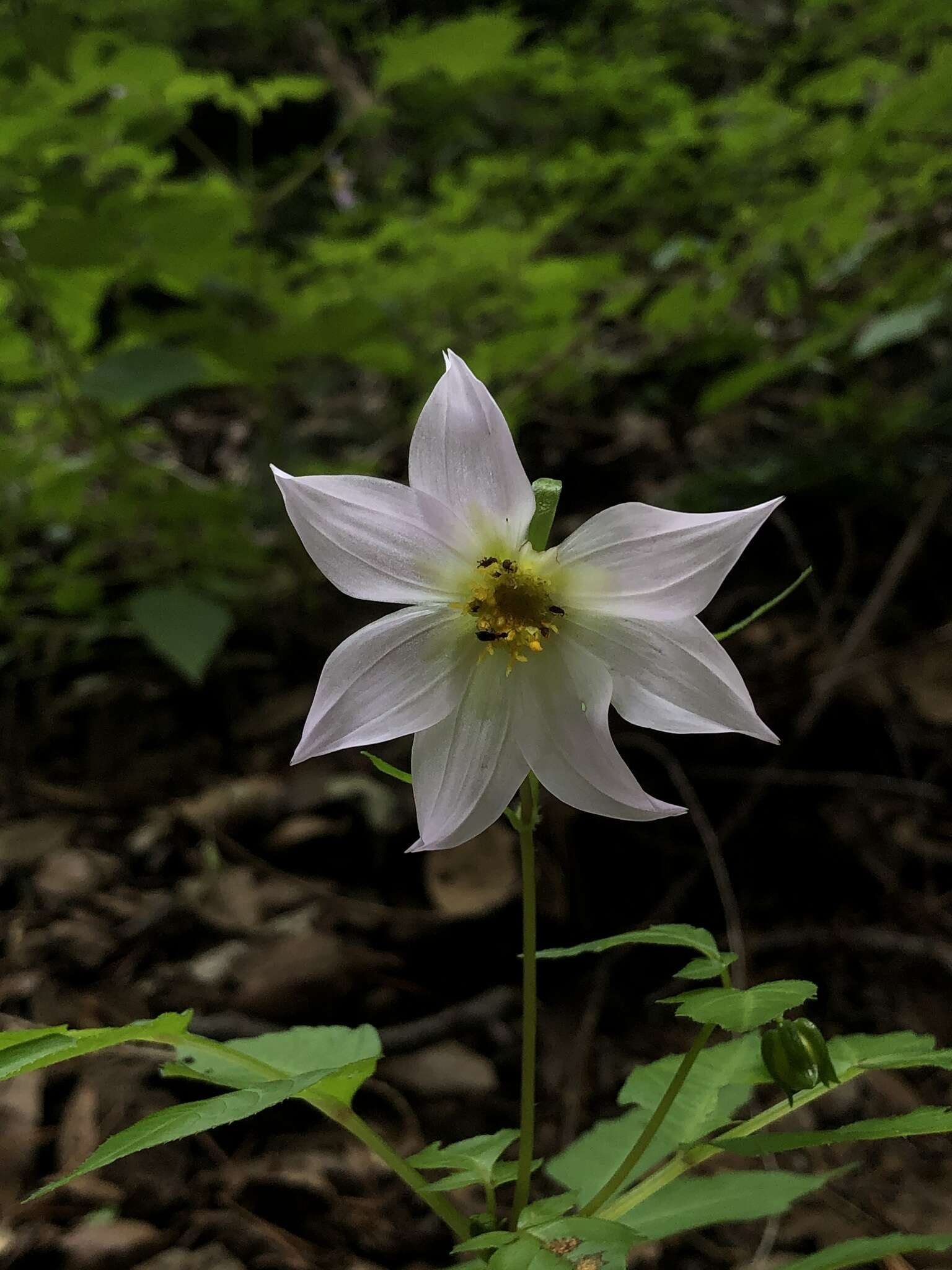 Image of Dahlia tubulata P. D. Sorensen